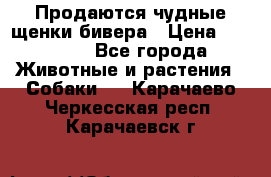 Продаются чудные щенки бивера › Цена ­ 25 000 - Все города Животные и растения » Собаки   . Карачаево-Черкесская респ.,Карачаевск г.